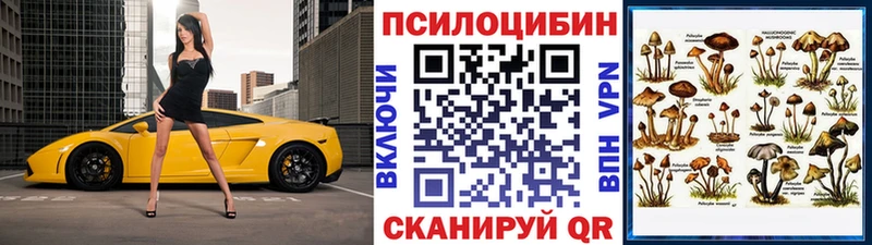 купить   Луховицы  Псилоцибиновые грибы Psilocybe 